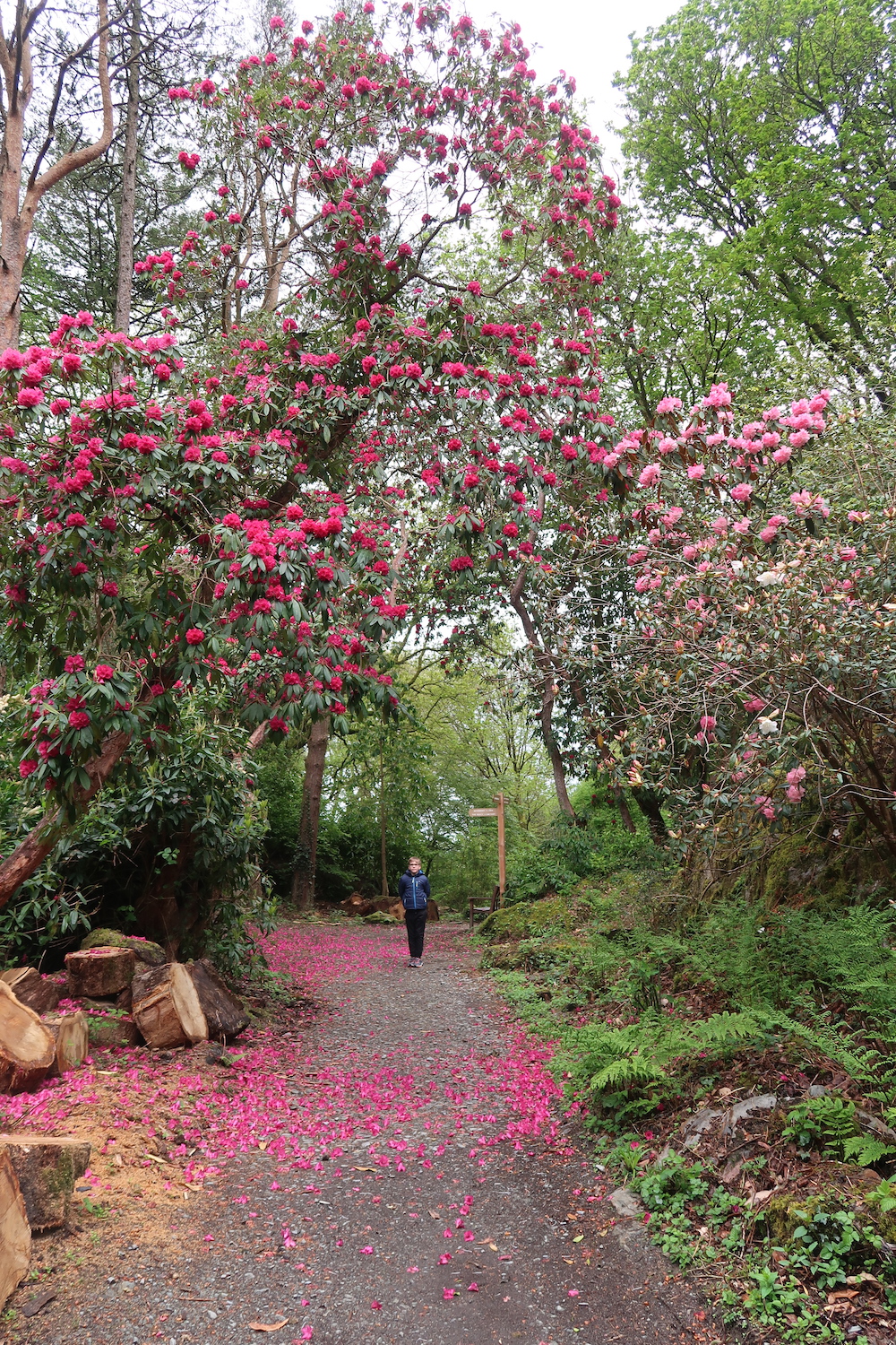 Portmeirion